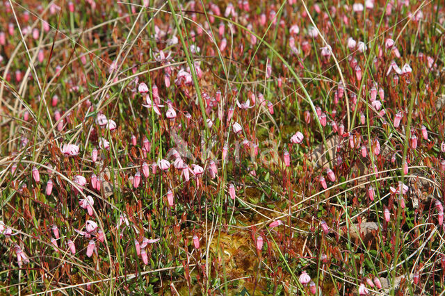 Kleine veenbes (Oxycoccus palustris)