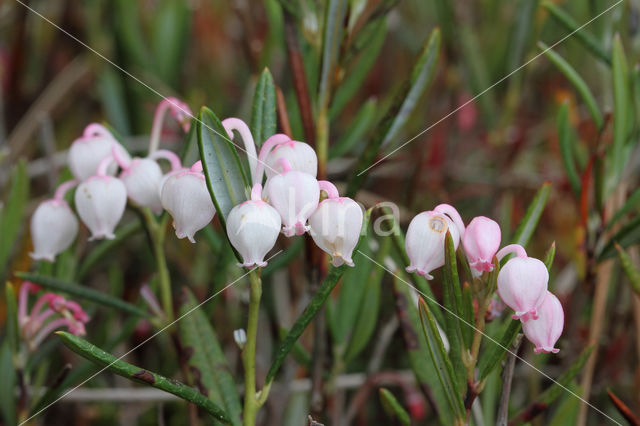 Bog-rosemary (Andromeda polifolia)