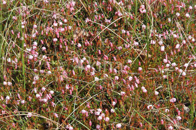 Kleine veenbes (Oxycoccus palustris)