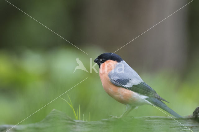 Eurasian Bullfinch (Pyrrhula pyrrhula)