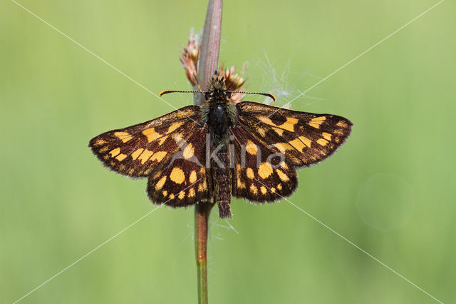 Bont dikkopje (Carterocephalus palaemon)