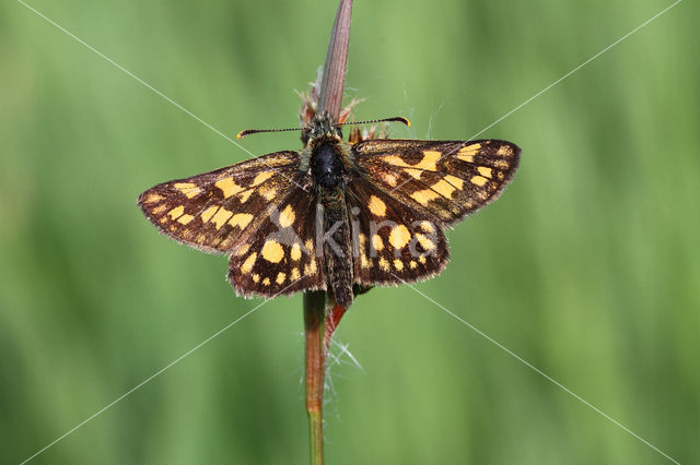 Bont dikkopje (Carterocephalus palaemon)