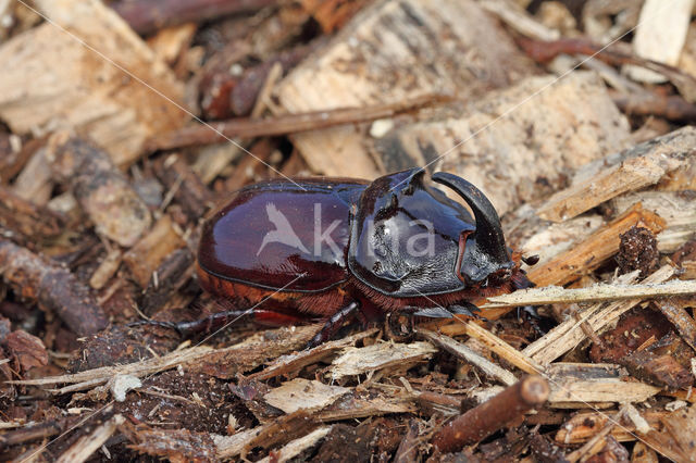 Rhinoceros Beetle (Oryctes nasicornis)