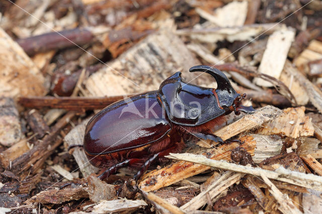 Neushoornkever (Oryctes nasicornis)