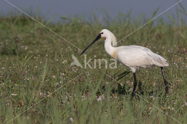 Eurasian Spoonbill (Platalea leucorodia)