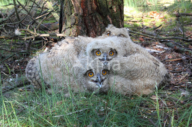 Eurasian Eagle-Owl (Bubo bubo)