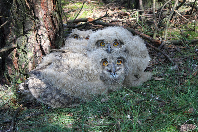 Eurasian Eagle-Owl (Bubo bubo)