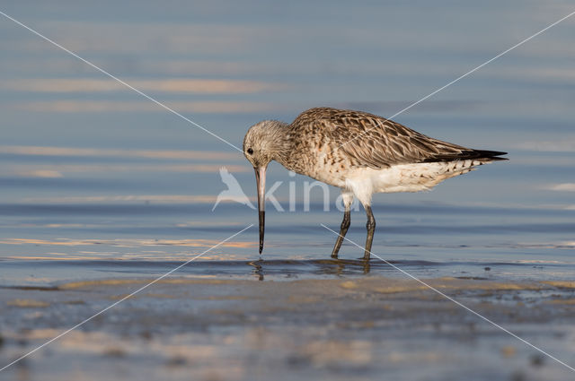 Bar-tailed Godwit (Limosa lapponica)