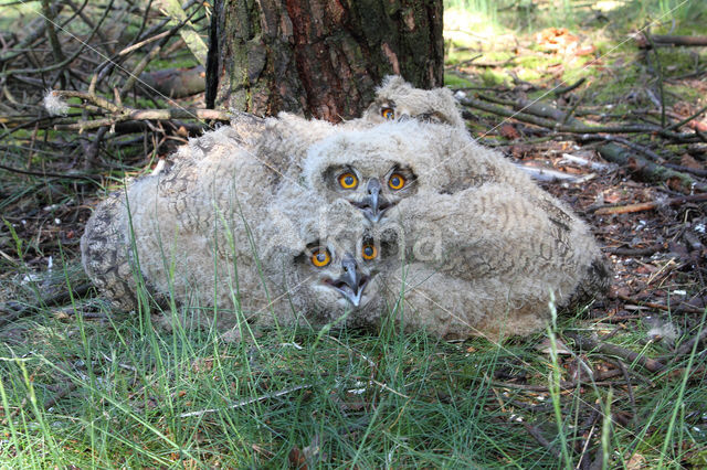 Eurasian Eagle-Owl (Bubo bubo)