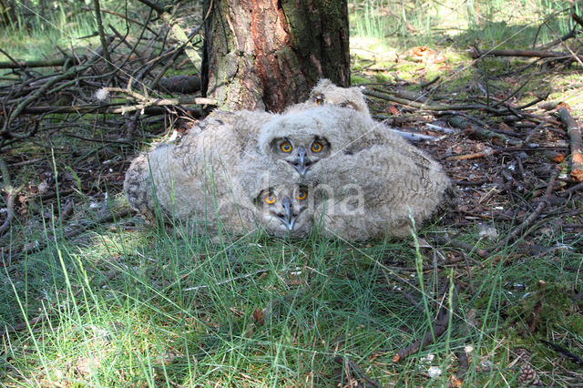 Eurasian Eagle-Owl (Bubo bubo)