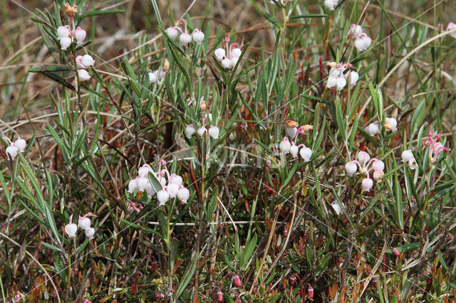 Bog-rosemary (Andromeda polifolia)