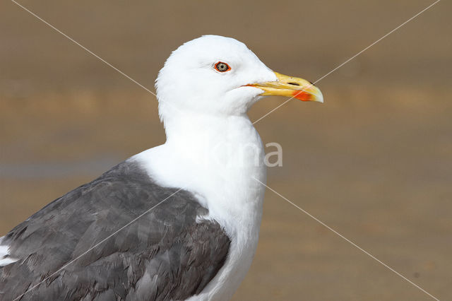 Lesser Black-backed Gull (Larus fuscus)