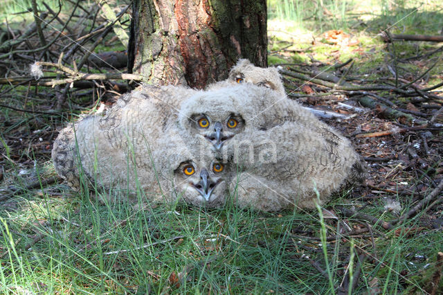 Eurasian Eagle-Owl (Bubo bubo)