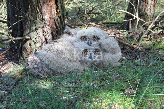 Eurasian Eagle-Owl (Bubo bubo)