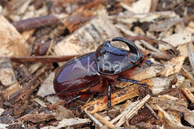 Neushoornkever (Oryctes nasicornis)