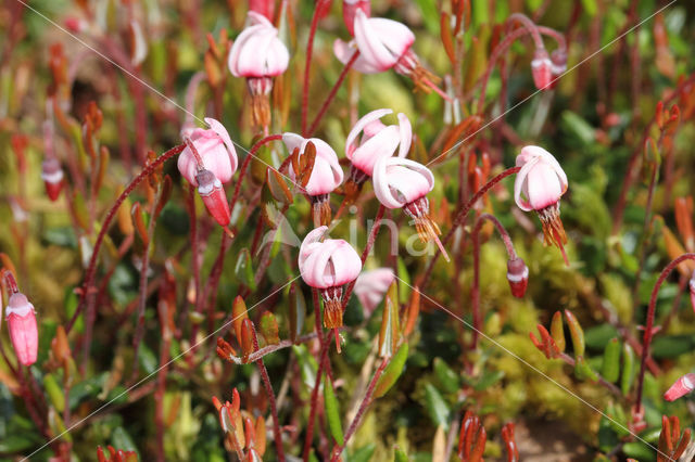 Kleine veenbes (Oxycoccus palustris)