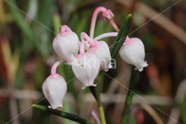 Bog-rosemary (Andromeda polifolia)