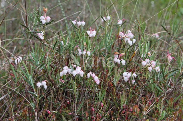 Bog-rosemary (Andromeda polifolia)