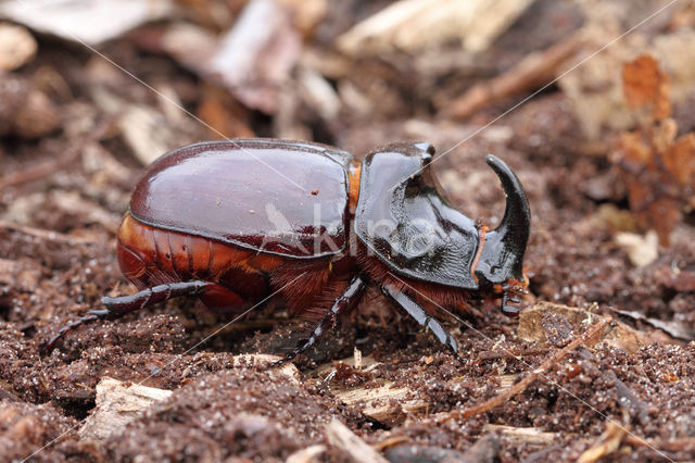 Neushoornkever (Oryctes nasicornis)