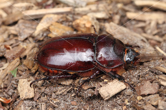 Neushoornkever (Oryctes nasicornis)