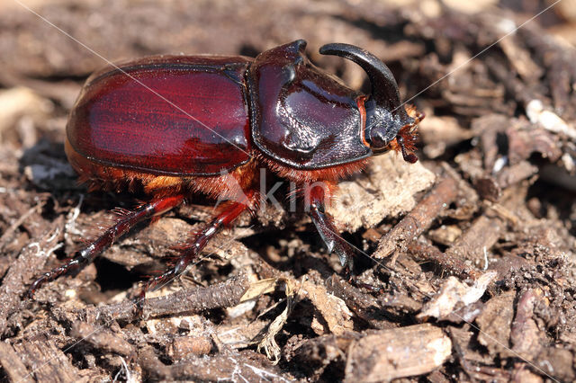 Neushoornkever (Oryctes nasicornis)