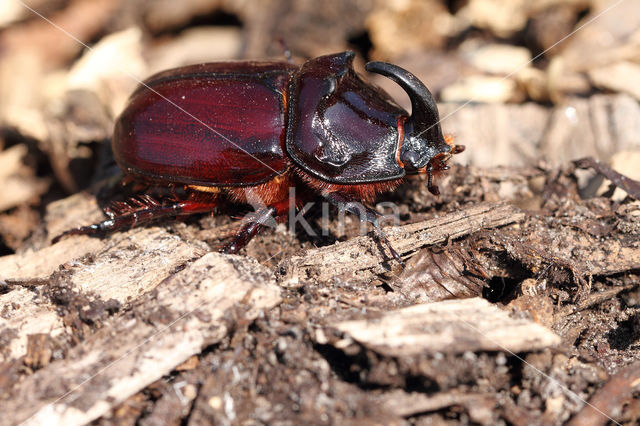 Neushoornkever (Oryctes nasicornis)