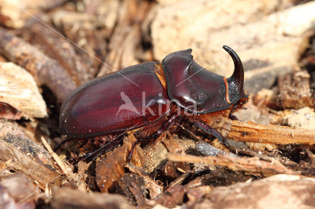 Neushoornkever (Oryctes nasicornis)