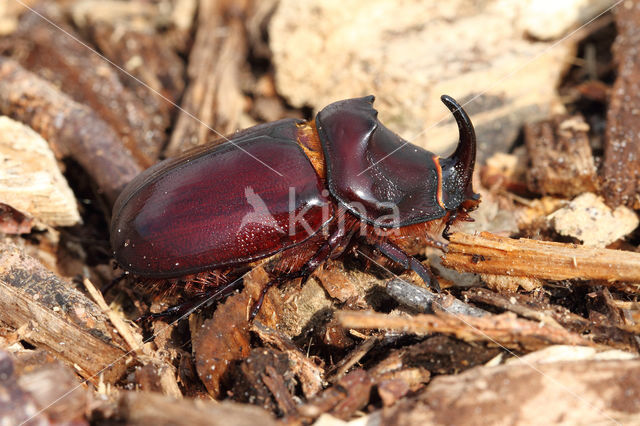 Neushoornkever (Oryctes nasicornis)