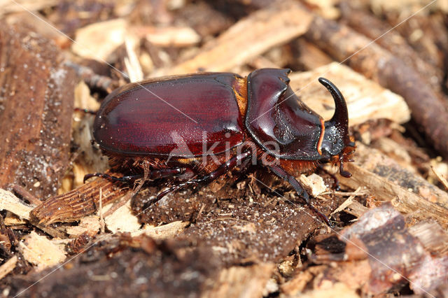 Rhinoceros Beetle (Oryctes nasicornis)