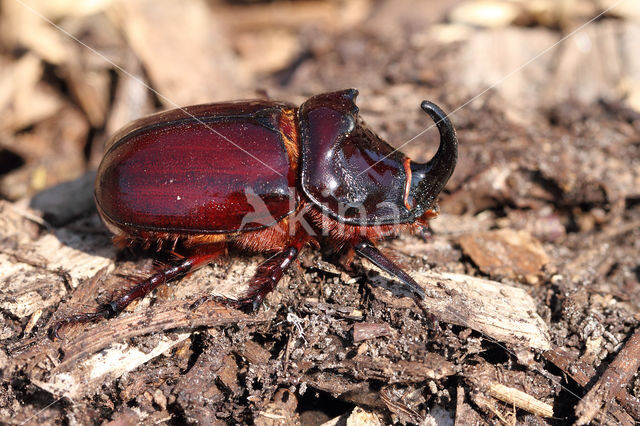 Neushoornkever (Oryctes nasicornis)