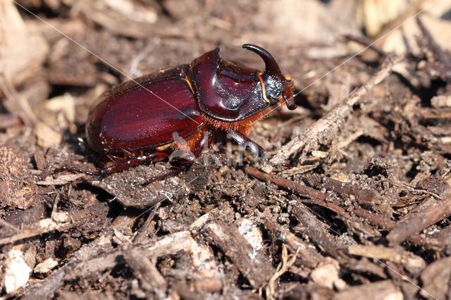 Neushoornkever (Oryctes nasicornis)