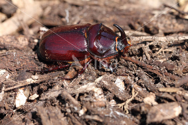 Neushoornkever (Oryctes nasicornis)