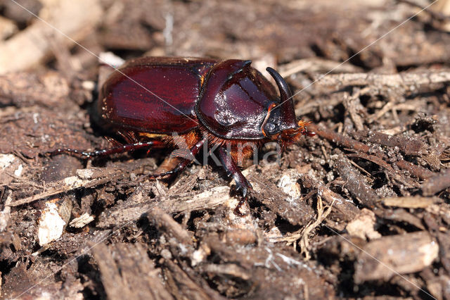 Neushoornkever (Oryctes nasicornis)