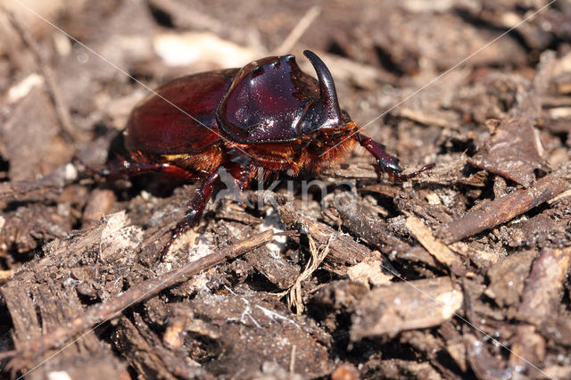 Neushoornkever (Oryctes nasicornis)