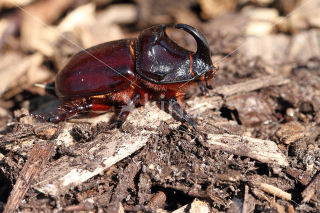 Neushoornkever (Oryctes nasicornis)