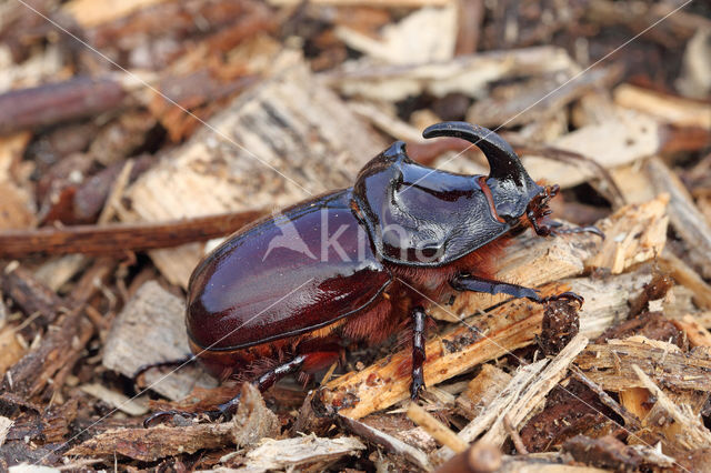 Neushoornkever (Oryctes nasicornis)