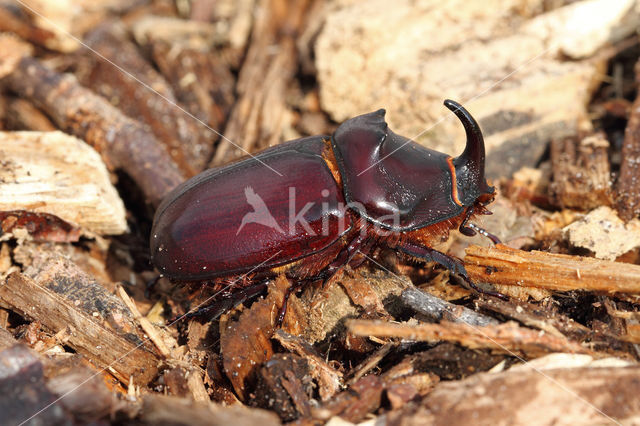 Neushoornkever (Oryctes nasicornis)