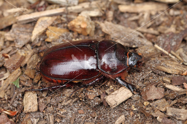 Neushoornkever (Oryctes nasicornis)