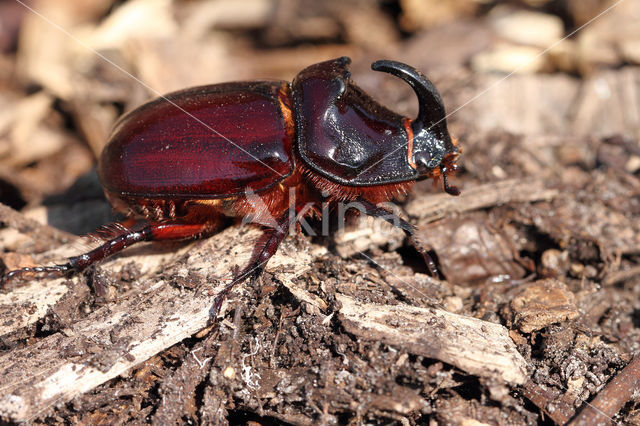 Neushoornkever (Oryctes nasicornis)