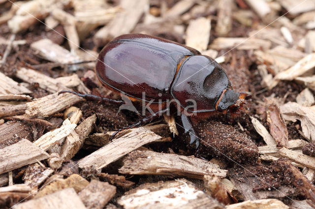 Neushoornkever (Oryctes nasicornis)