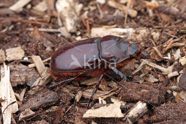 Rhinoceros Beetle (Oryctes nasicornis)