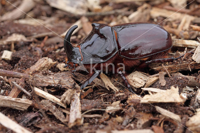 Neushoornkever (Oryctes nasicornis)