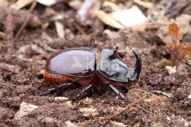 Neushoornkever (Oryctes nasicornis)