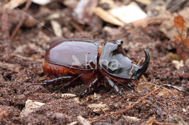 Neushoornkever (Oryctes nasicornis)