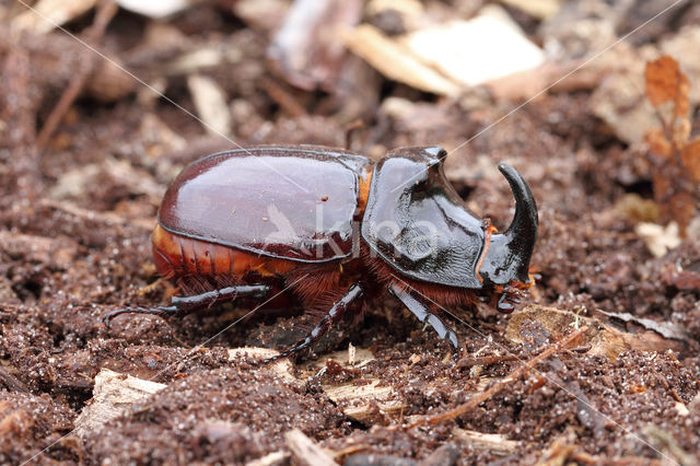 Neushoornkever (Oryctes nasicornis)