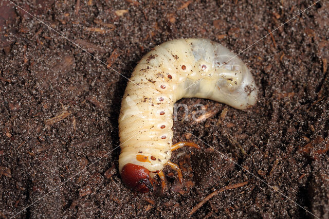 Neushoornkever (Oryctes nasicornis)