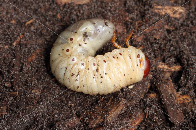 Neushoornkever (Oryctes nasicornis)