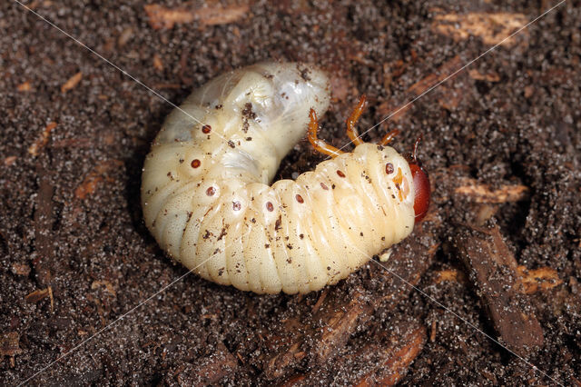 Neushoornkever (Oryctes nasicornis)