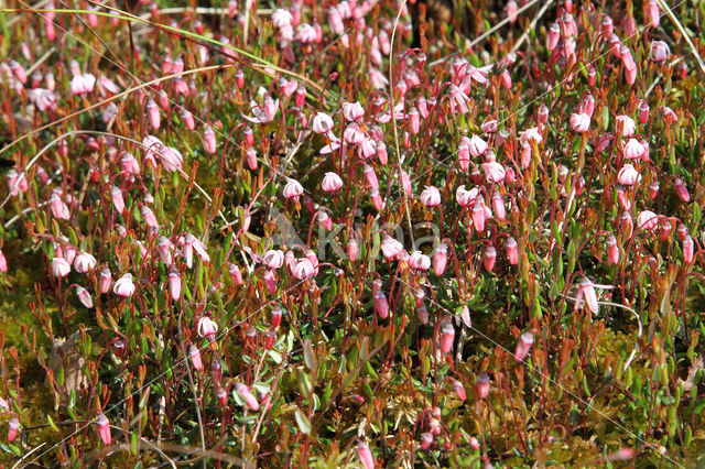 Kleine veenbes (Oxycoccus palustris)