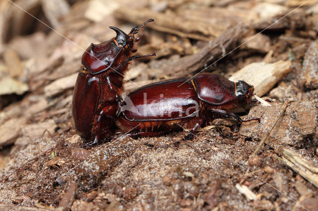 Neushoornkever (Oryctes nasicornis)